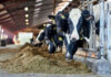 Cows eating hay in a barn setting