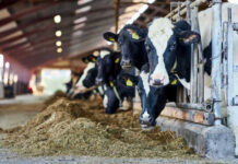 Cows eating hay in a barn setting