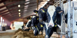 Cows eating hay in a barn setting
