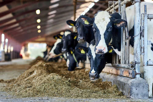 Cows eating hay in a barn setting