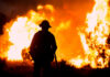 Wildfire Puts Santa Rosa’s Rare Ecosystem on Brink Firefighter silhouetted against massive wildfire flames