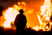Wildfire Puts Santa Rosa’s Rare Ecosystem on Brink Firefighter silhouetted against massive wildfire flames