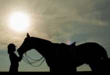 Horses Stabbed at Major Vegas Show Las Vegas Metropolitan Police vehicle parked outdoors