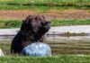A grizzly bear sitting in a shallow pond near a rock