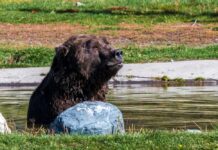 A grizzly bear sitting in a shallow pond near a rock