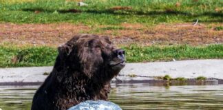 A grizzly bear sitting in a shallow pond near a rock