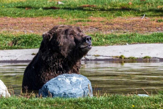A grizzly bear sitting in a shallow pond near a rock