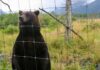 Bear Cull Controversy: Alaska’s Legal Tug-of-War A grizzly bear standing behind a fence in a natural setting
