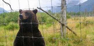 A grizzly bear standing behind a fence in a natural setting