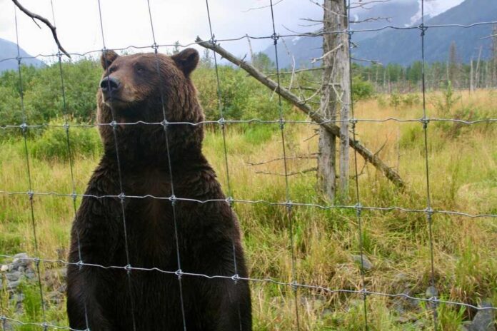 A grizzly bear standing behind a fence in a natural setting