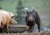 Fukushima Nuclear Fallout: Hybrid Pigs Surge Yellow radiation symbol on a dark, textured background