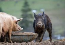 Fukushima Nuclear Fallout: Hybrid Pigs Surge Yellow radiation symbol on a dark, textured background