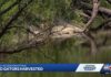 Trail closed after gator attack in Florida river leaves 31-year-old woman dead
