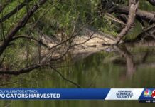 Trail closed after gator attack in Florida river leaves 31-year-old woman dead