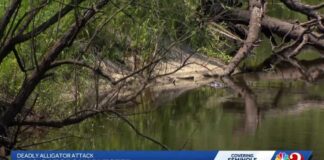 Trail closed after gator attack in Florida river leaves 31-year-old woman dead