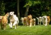 Group of golden retrievers running on grass