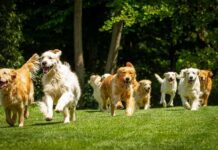 Sham Rescue, Dead Dogs — Judge Lets Her Walk Group of golden retrievers running on grass
