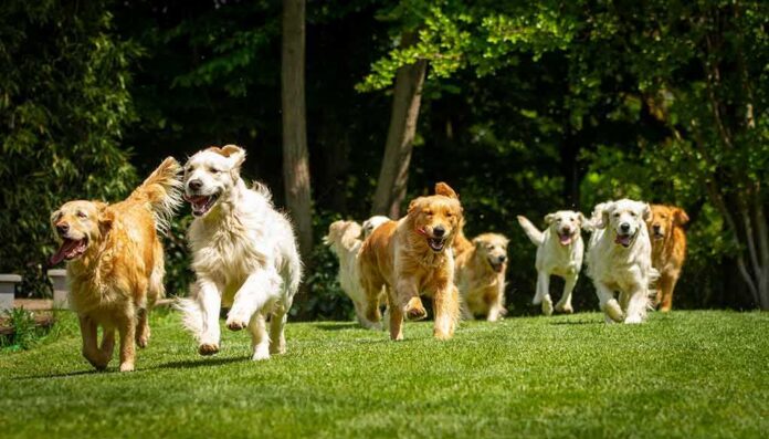 shutterstock_1400206643 Group of golden retrievers running on grass