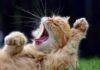 Sickening Case, Zero Jail — Court Ties Hands Ginger cat yawning with paws raised while lying on grass