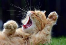 Sickening Case, Zero Jail — Court Ties Hands Ginger cat yawning with paws raised while lying on grass