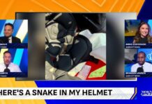 Cottonmouth Crawlspace: Buried In Helmet Padding Football Player Finds Snake In His Helmet - Morning Addition