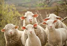 Livestock Bug Jumps Species – France Flags First Human Infection sheep group standing outdoors