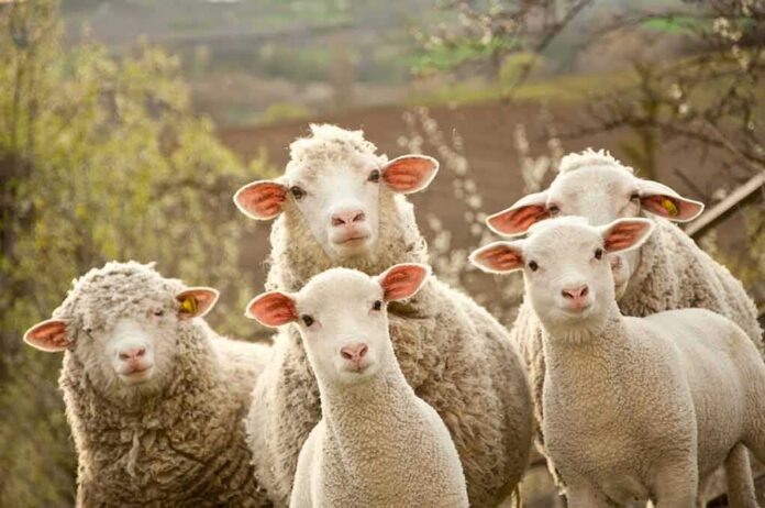 sheep group standing outdoors