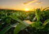 Cornfield at sunset with green leaves in the foreground