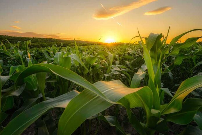 Cornfield at sunset with green leaves in the foreground